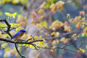 Blue Bird